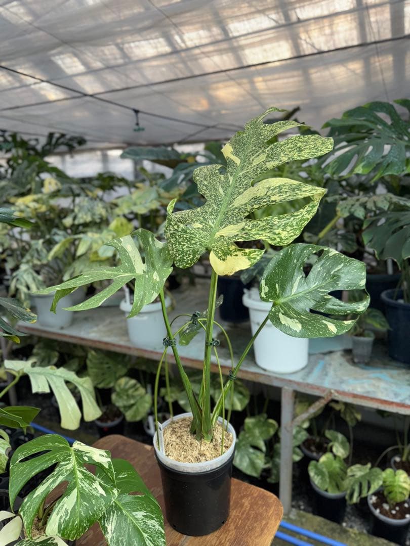 5モンステラ　タイコンステレーション　スターライト