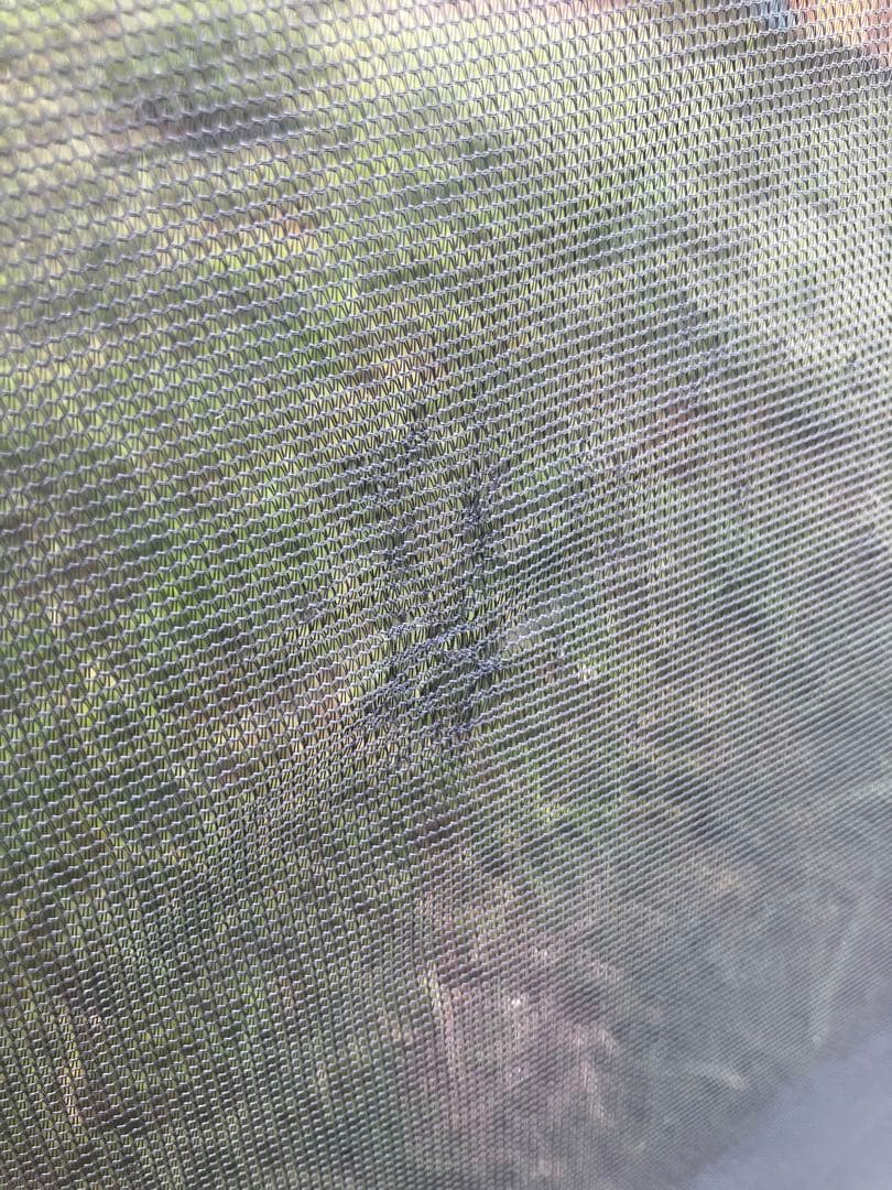 タフスクリーンタープ　400 Coleman タープ ベージュ/グリーン