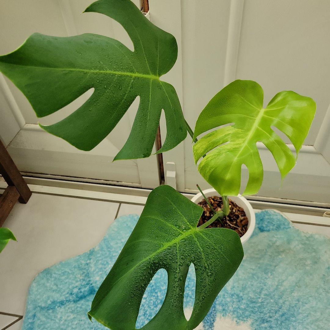 斑入りモンステラ　グリーンオングリーンデリシオーサ