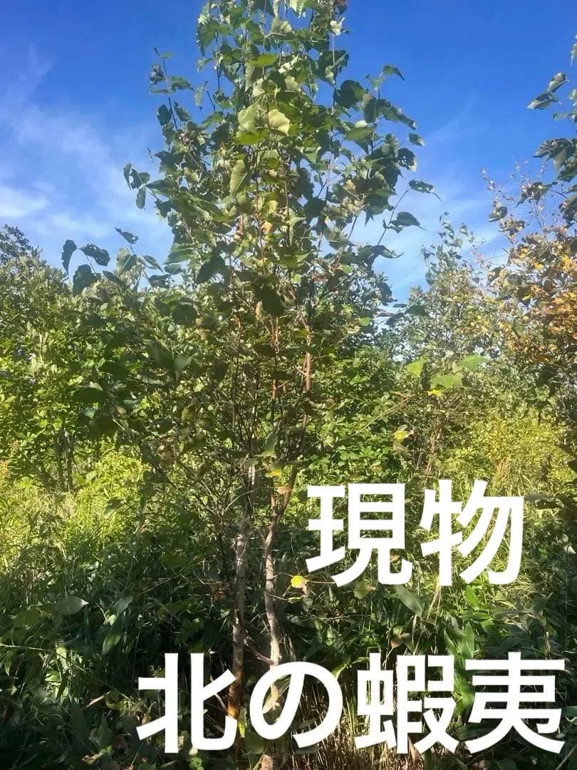 白樺　成木　小苗10本付 中型 落葉樹 緑の葉