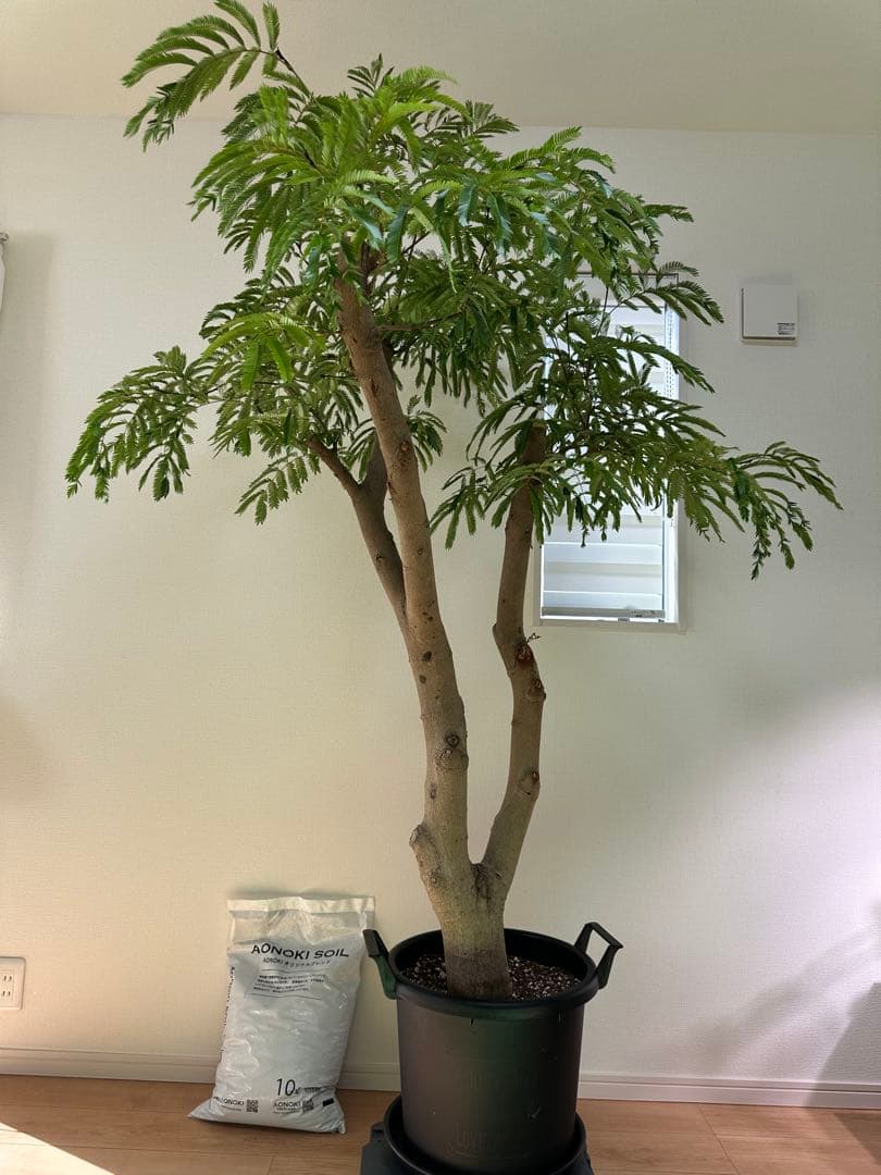 極幹太 二股エバーフレッシュ