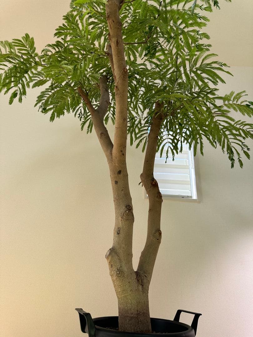 極幹太 二股エバーフレッシュ