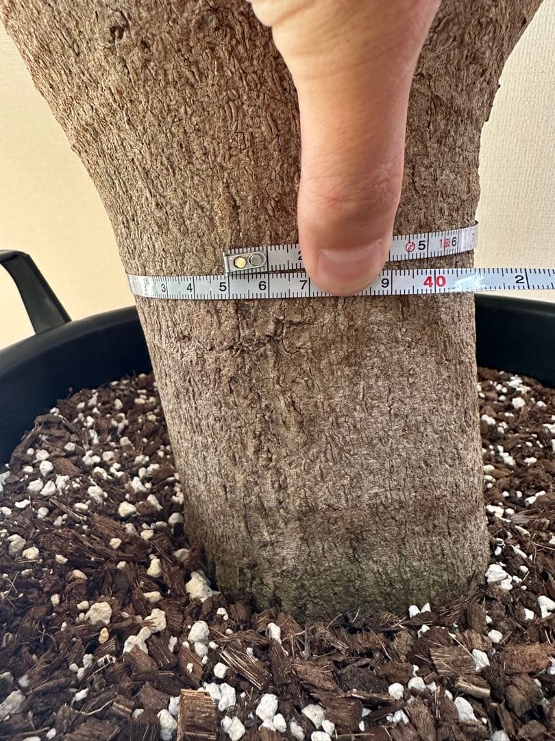 極幹太 二股エバーフレッシュ