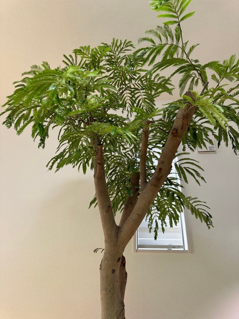 極幹太 二股エバーフレッシュ