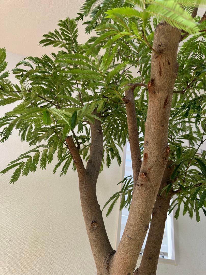 極幹太 二股エバーフレッシュ