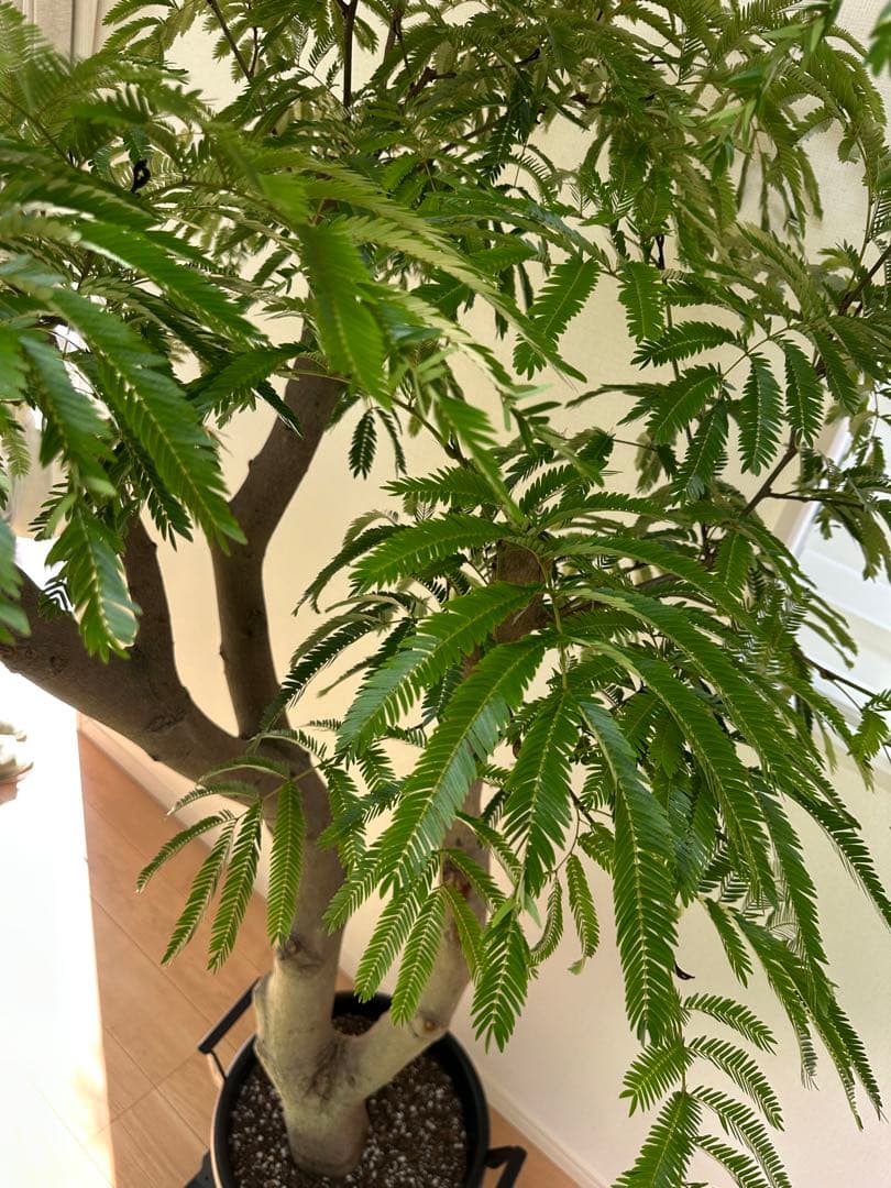 極幹太 二股エバーフレッシュ