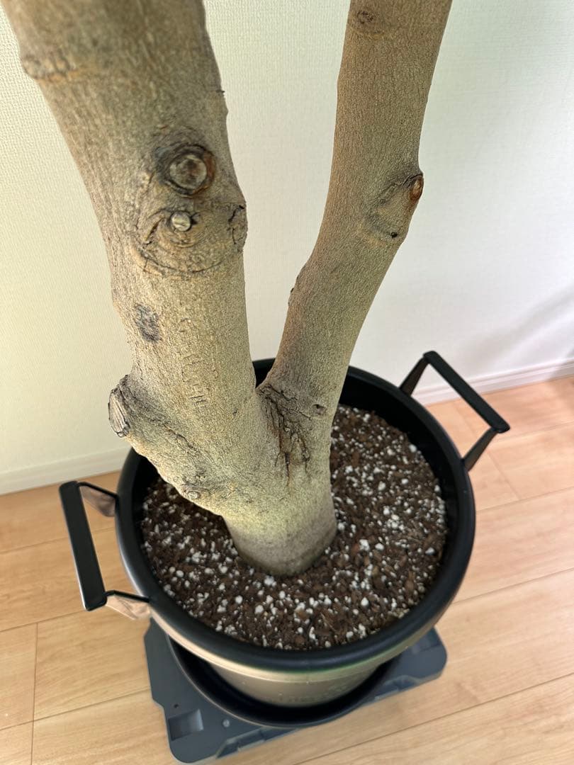 極幹太 二股エバーフレッシュ