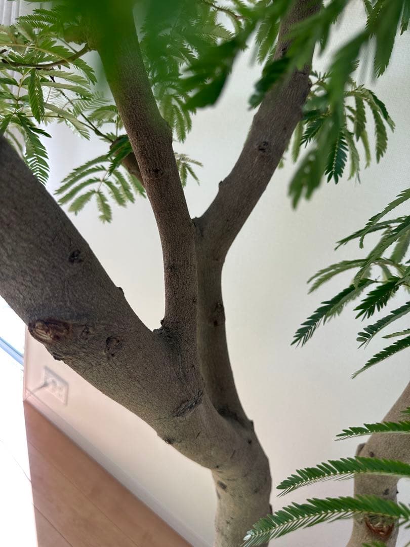 極幹太 二股エバーフレッシュ