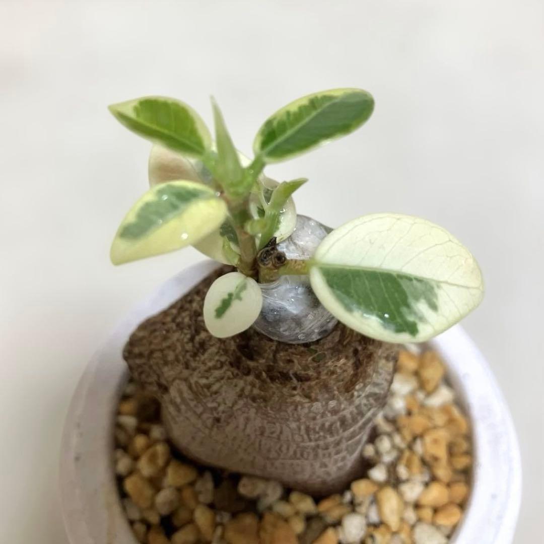 パンダガジュマル　斑入り　接木株