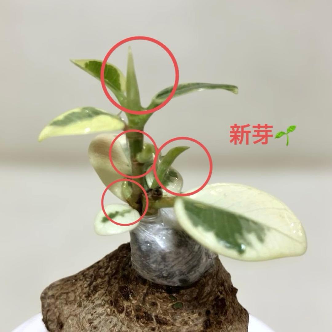 パンダガジュマル　斑入り　接木株