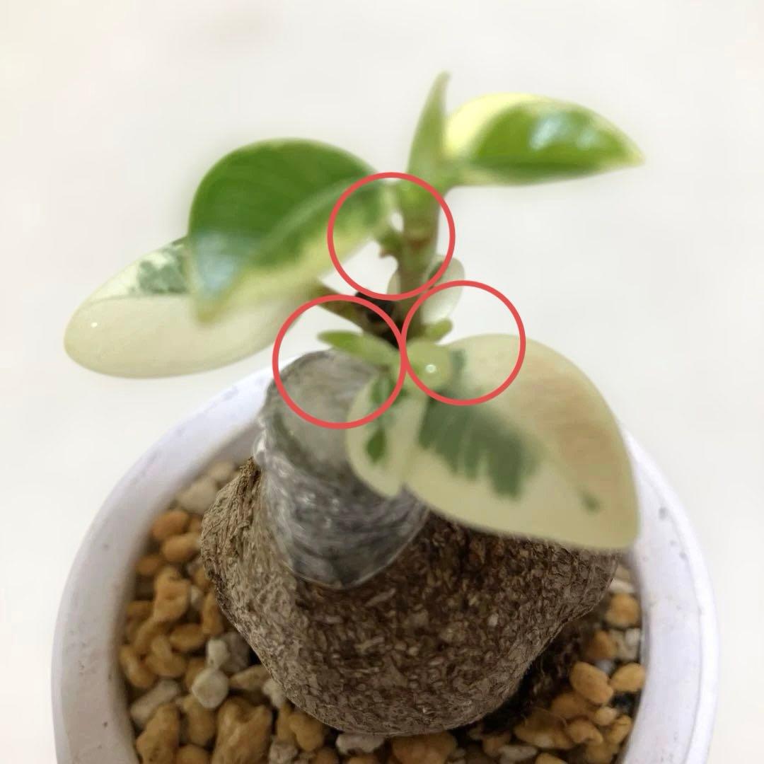 パンダガジュマル　斑入り　接木株