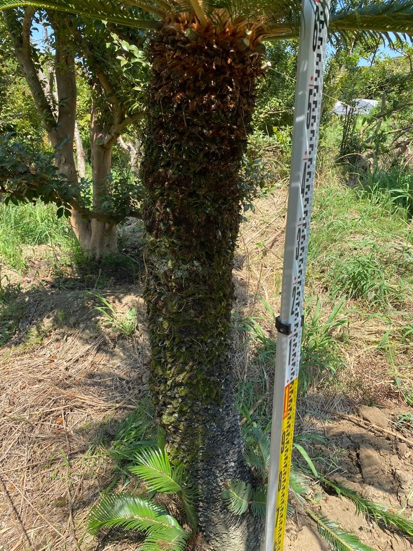 蘇轍　ソテツ　幹高1700引き取り限定