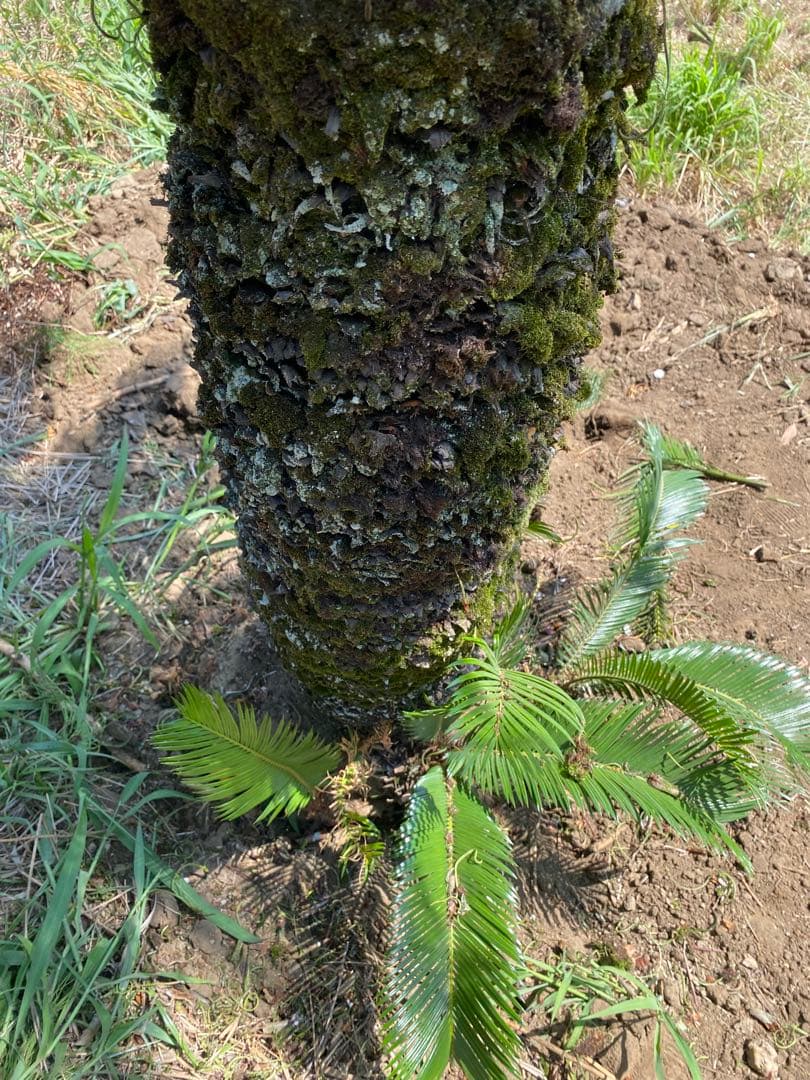 蘇轍　ソテツ　幹高1700引き取り限定