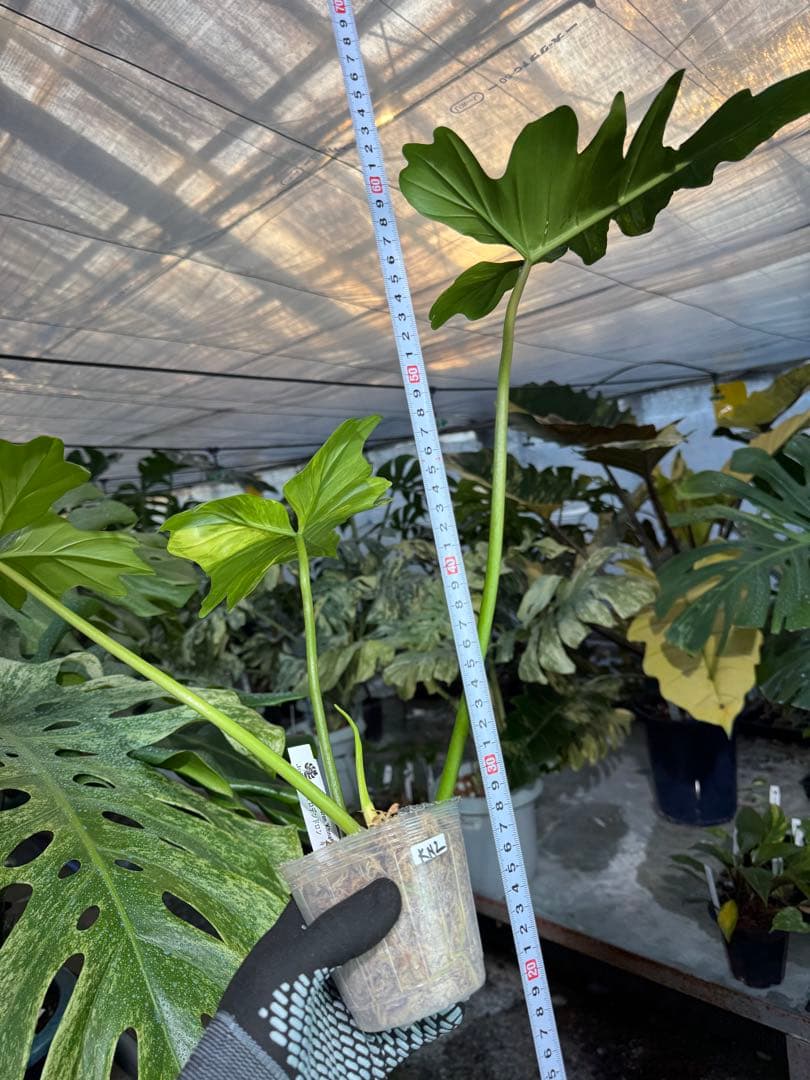 KN２フィロデンドロン　キティナ　健康カット苗