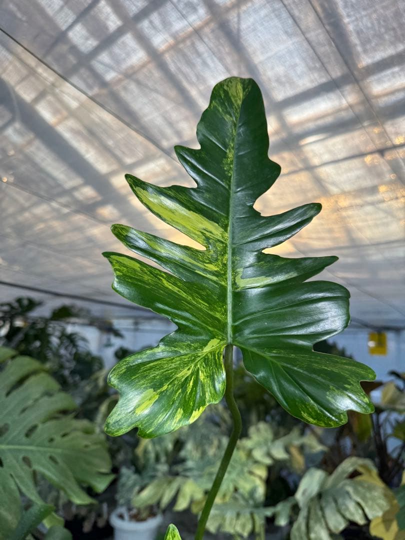 KN２フィロデンドロン　キティナ　健康カット苗