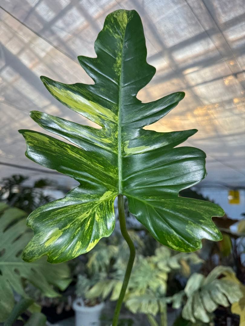 KN２フィロデンドロン　キティナ　健康カット苗