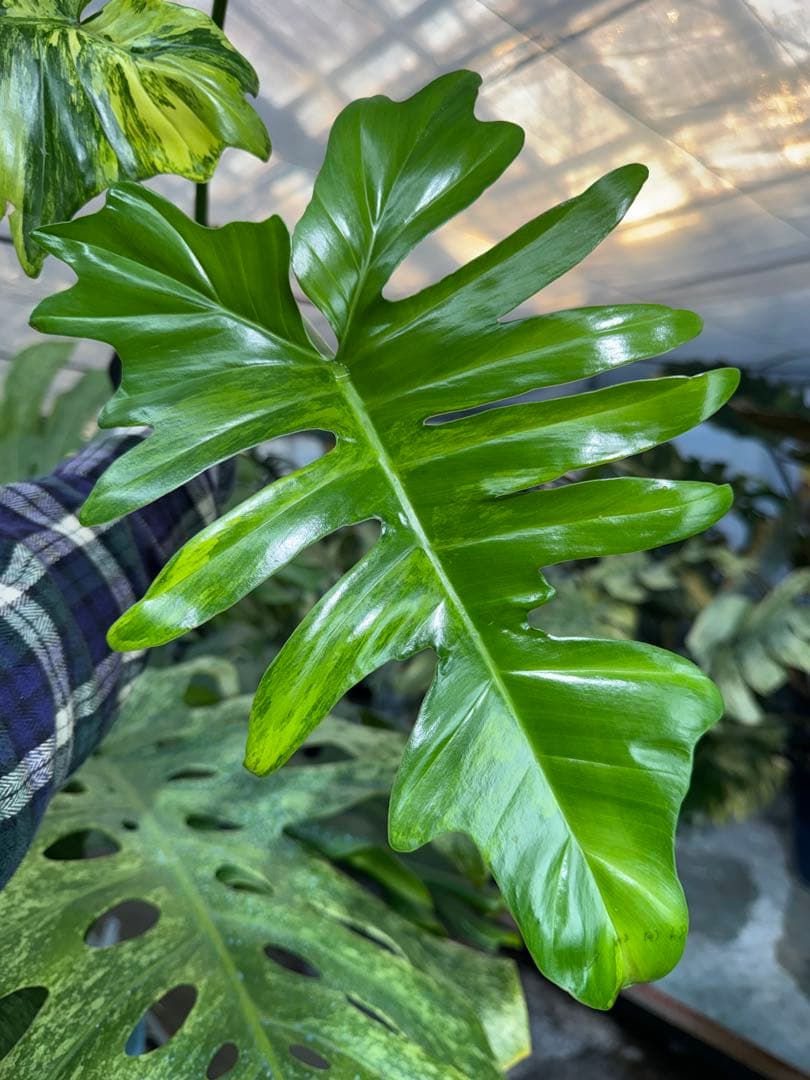 KN２フィロデンドロン　キティナ　健康カット苗