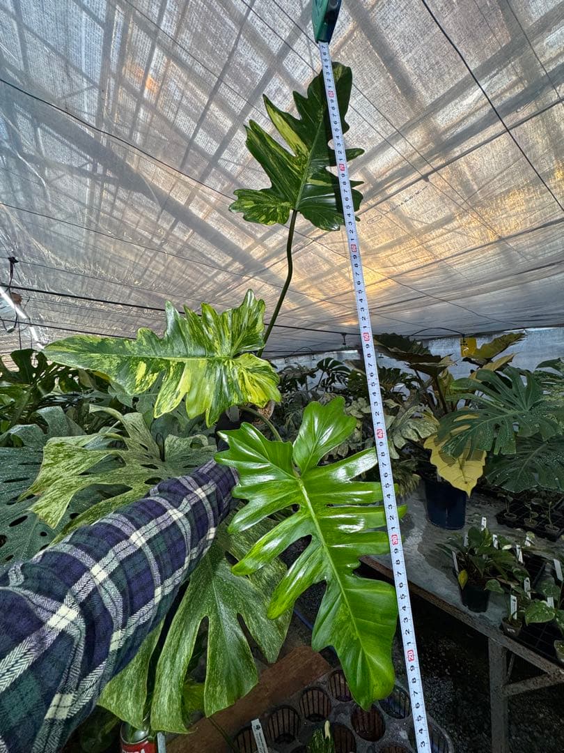 KN２フィロデンドロン　キティナ　健康カット苗