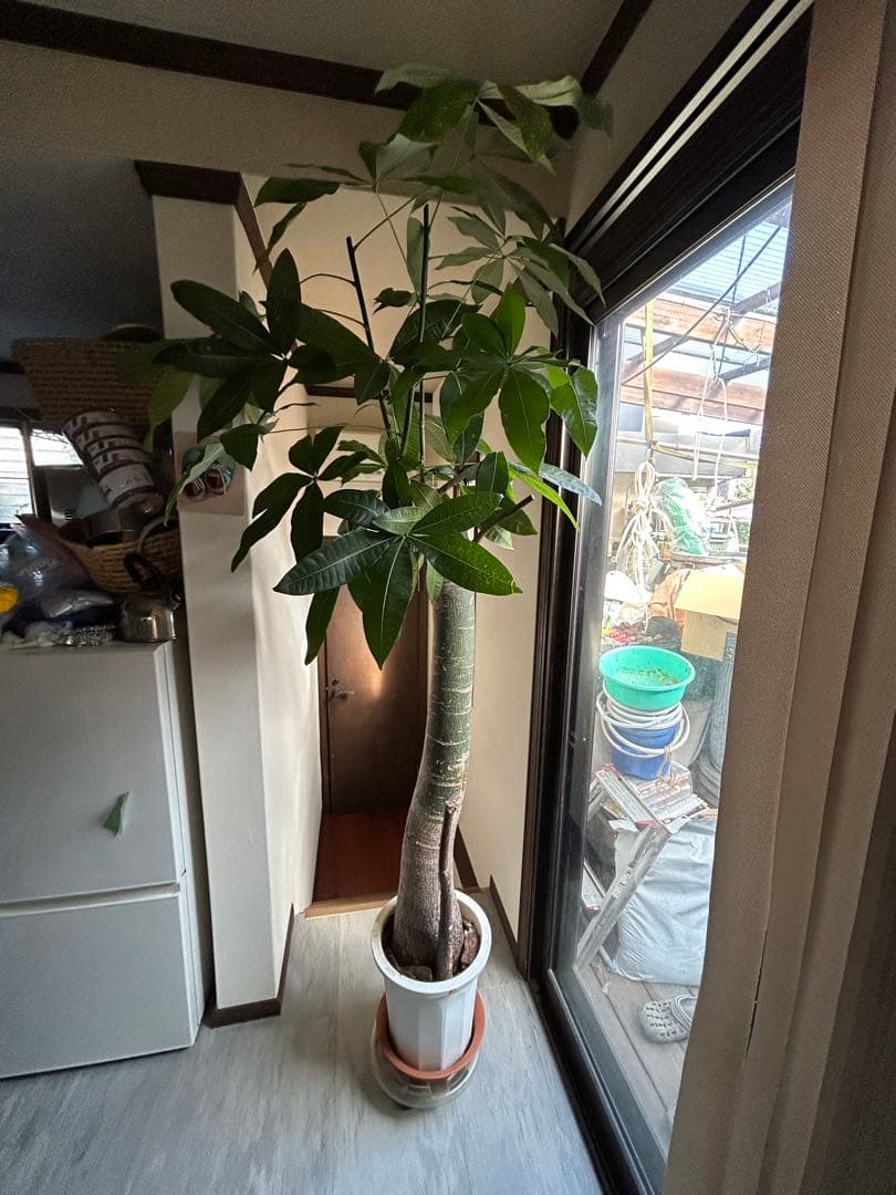 健康的なパキラ 約2メートル 白鉢付き