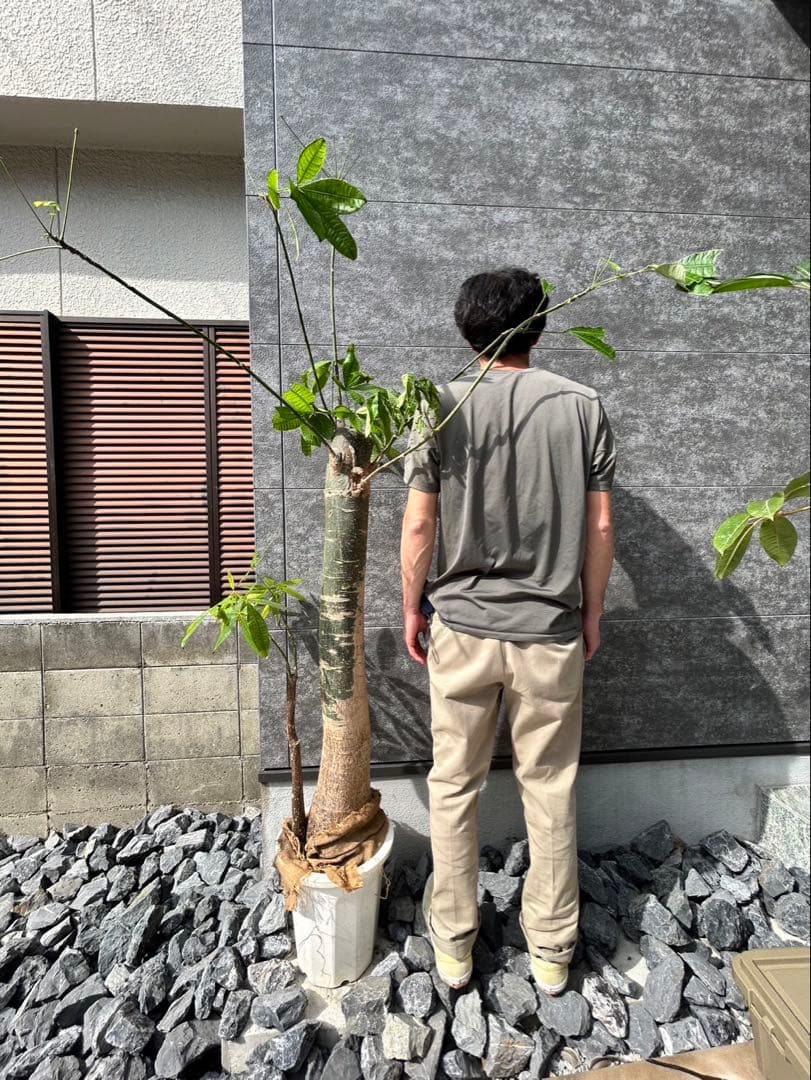 健康的なパキラ 約2メートル 白鉢付き