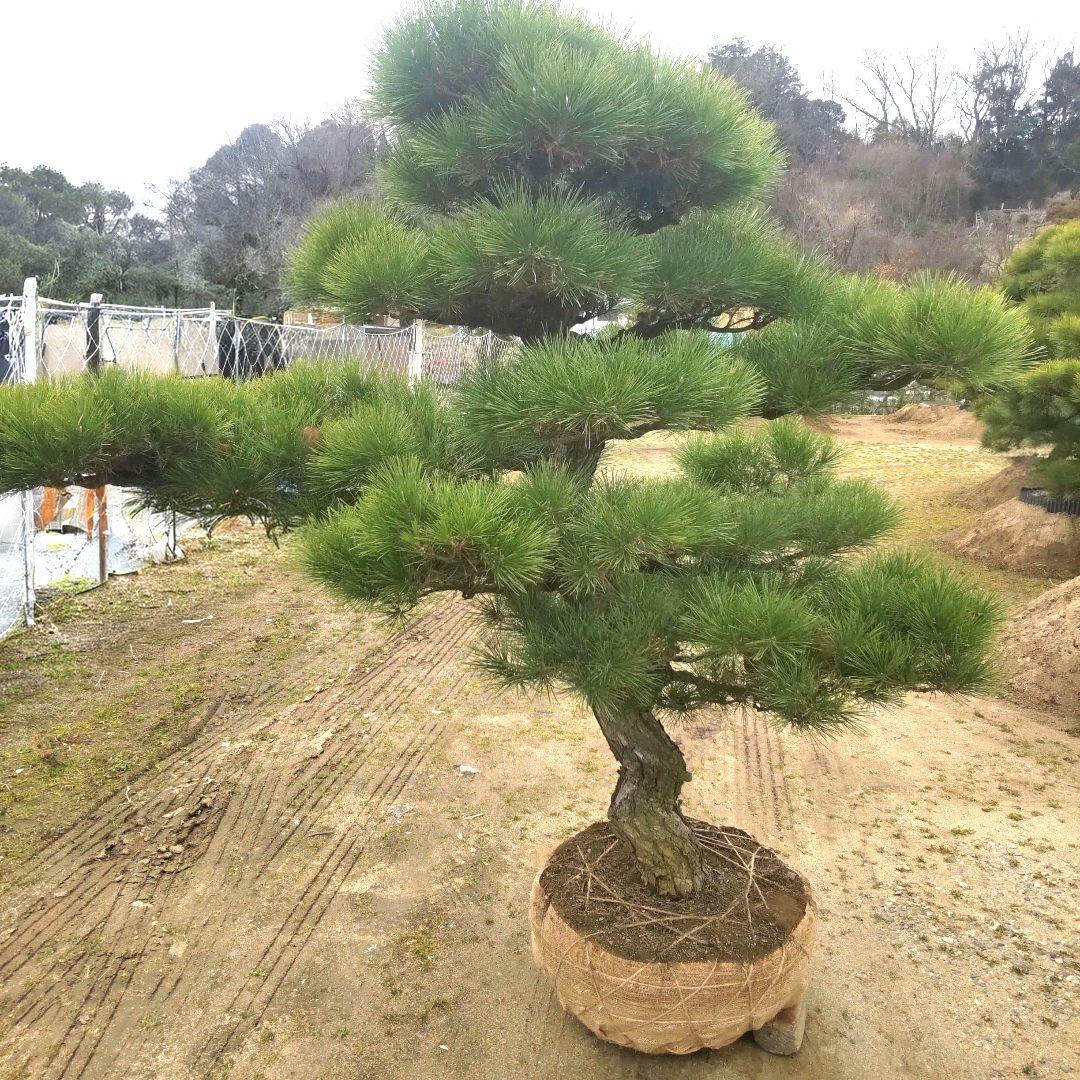 黒松 庭木 ◆ 近畿地方限定送料無料