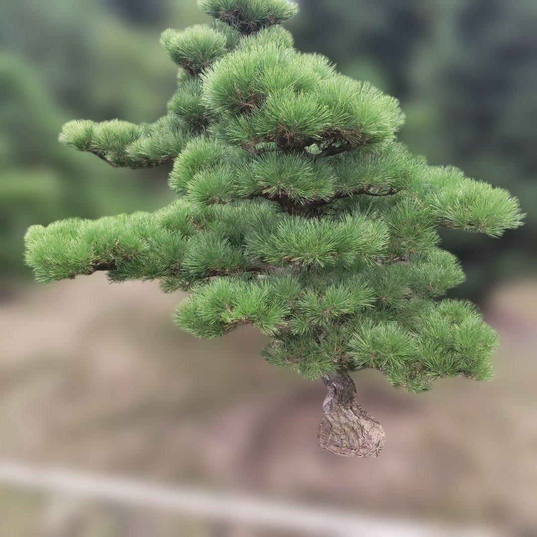 黒松 庭木 ◆ 近畿地方限定送料無料