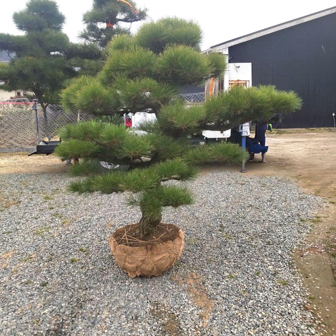 黒松 庭木 ◆ 近畿地方限定送料無料