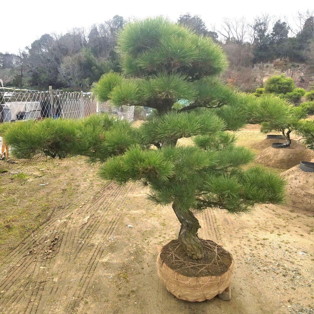 黒松 庭木 ◆ 近畿地方限定送料無料