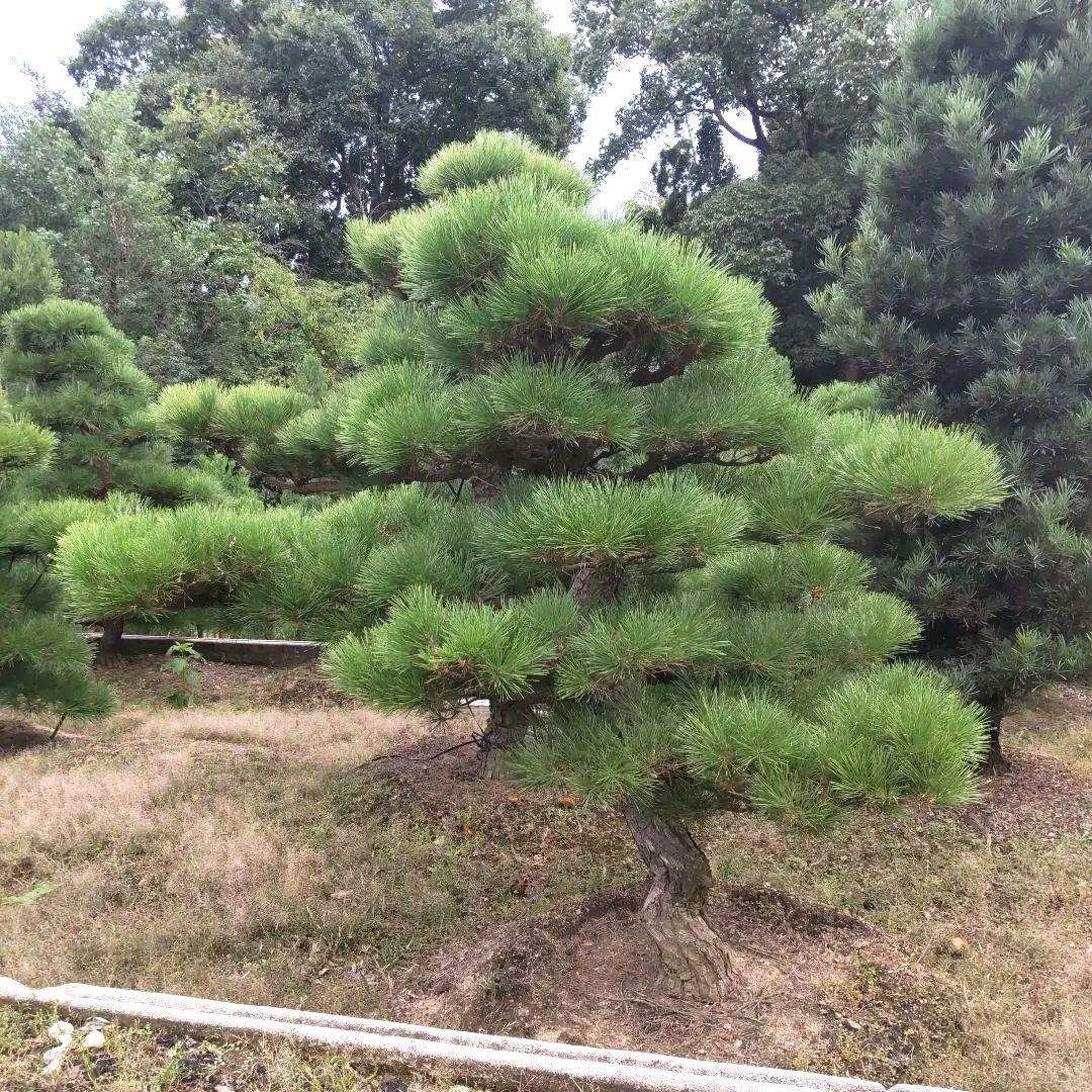 黒松 庭木 ◆ 近畿地方限定送料無料