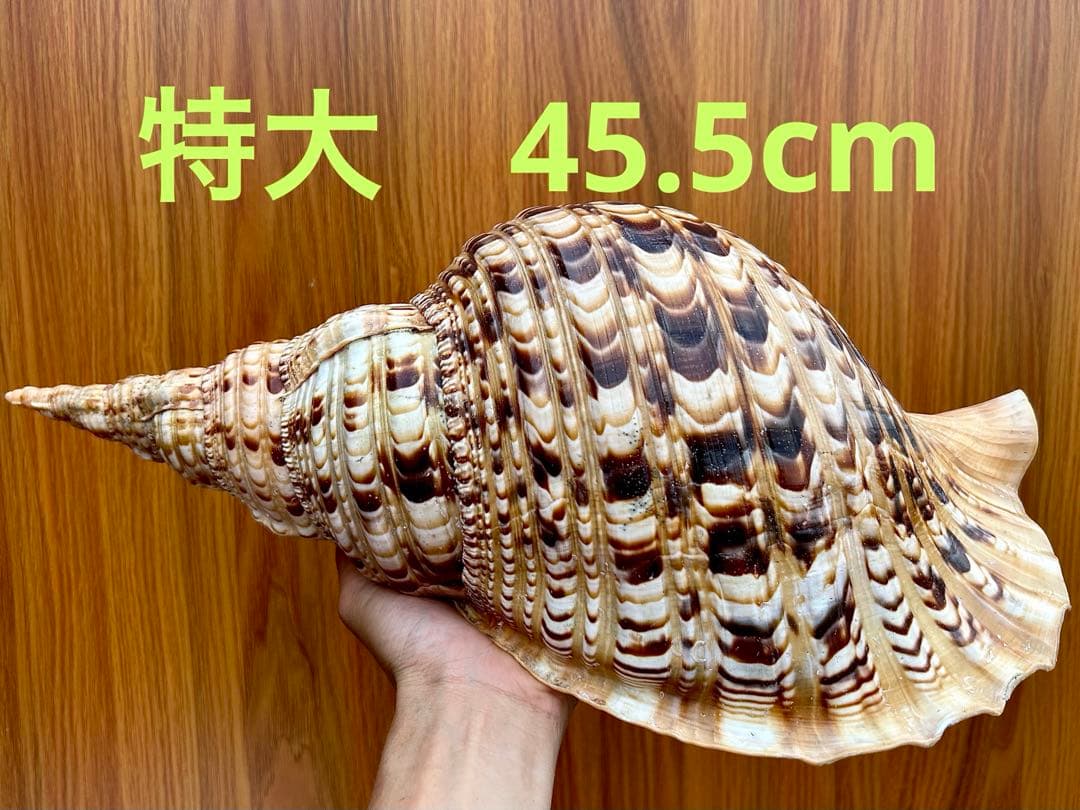 法螺貝　45.5cm 蓋付(直線42.3)