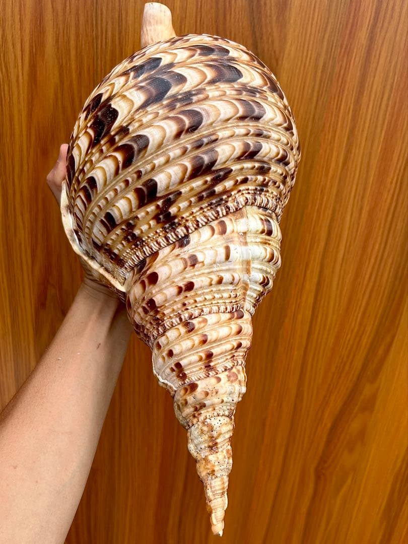 法螺貝　45.5cm 蓋付(直線42.3)