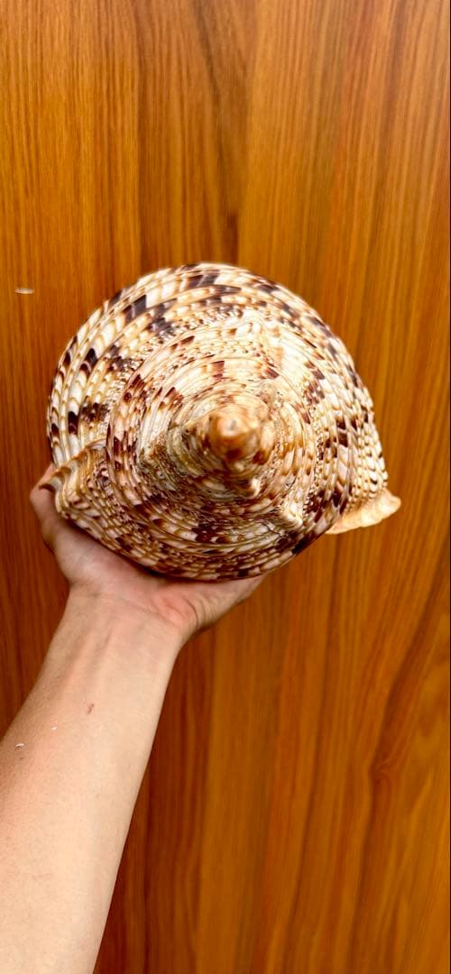 法螺貝　45.5cm 蓋付(直線42.3)