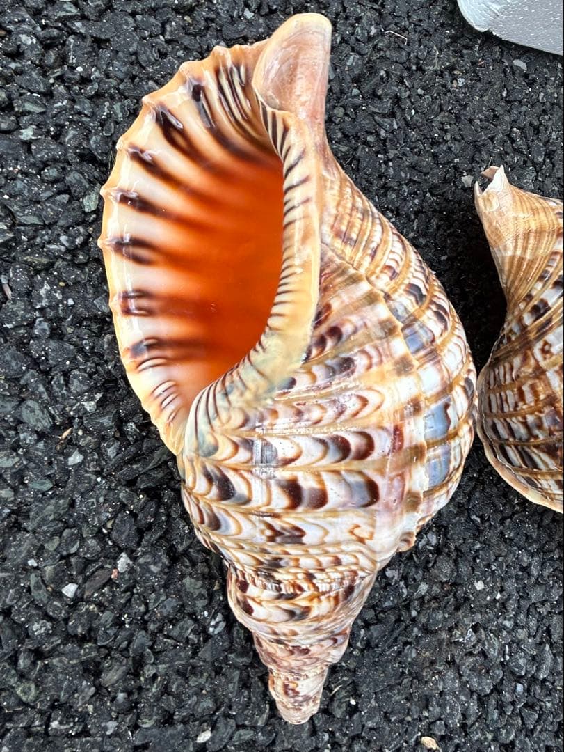 法螺貝　3個セット　32cm 32cm 30cm