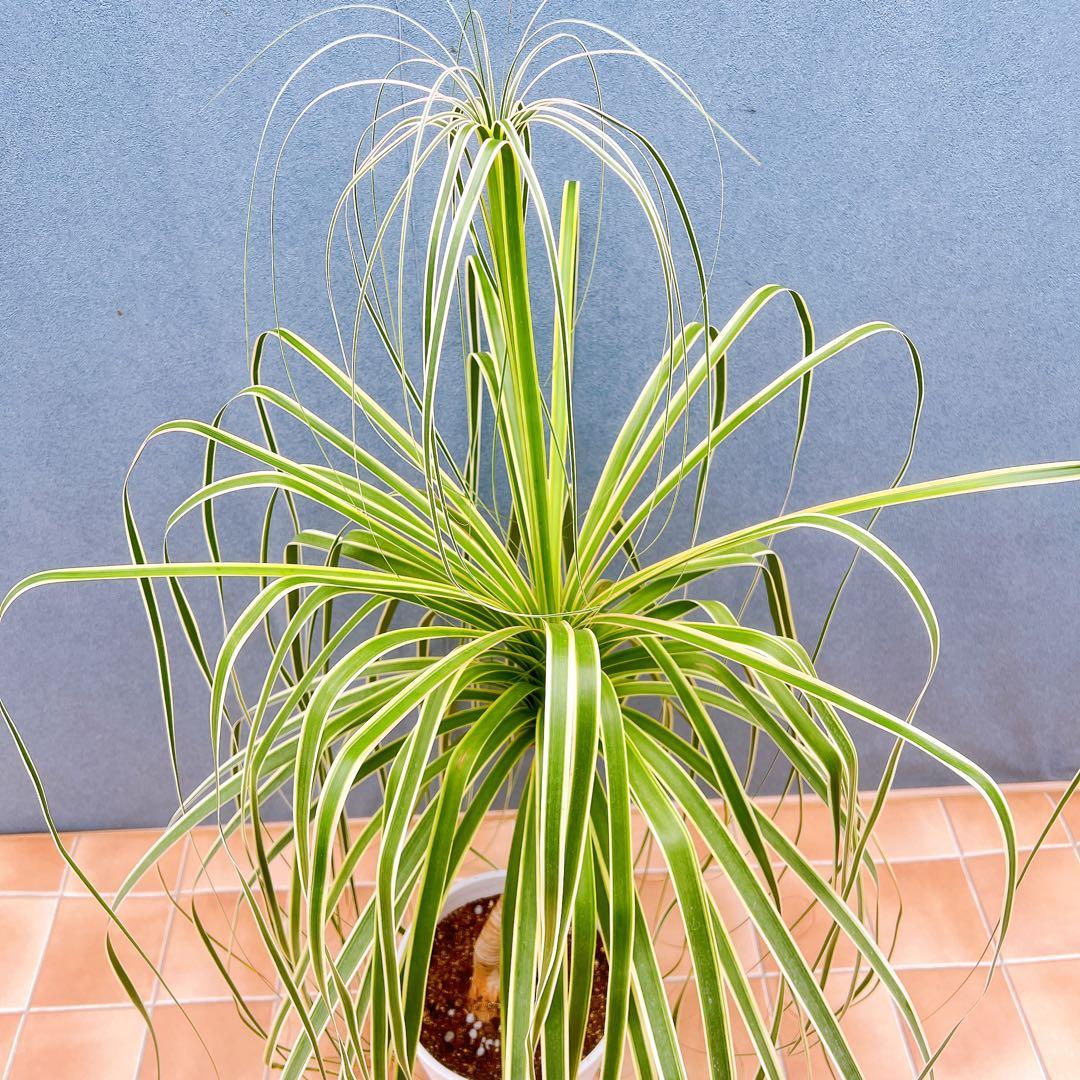 現品　トックリラン　ノリナ　斑入り　26番　トックリラン斑入り　観葉植物