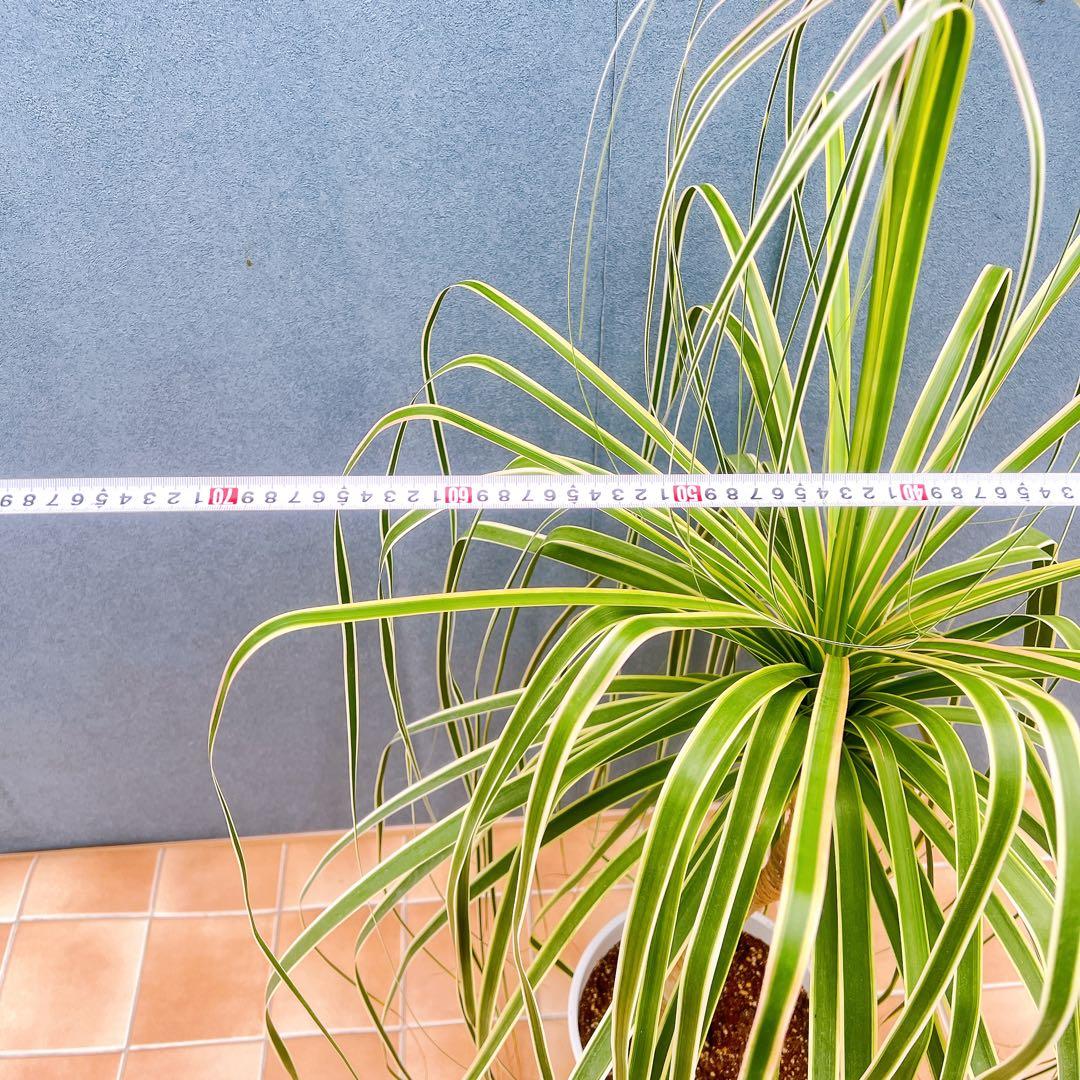 現品　トックリラン　ノリナ　斑入り　26番　トックリラン斑入り　観葉植物