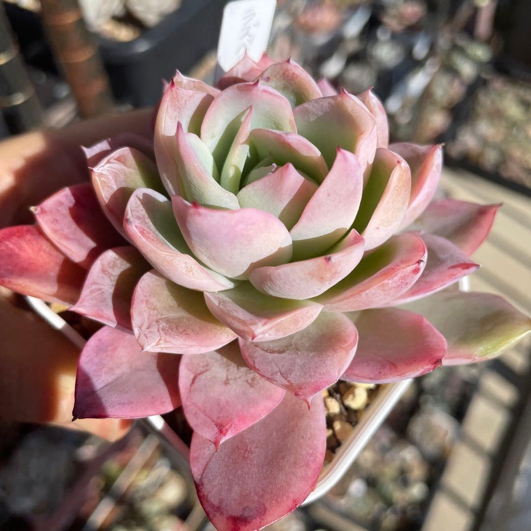 多肉植物エケベリア　ラズベリーアイス　抜き苗