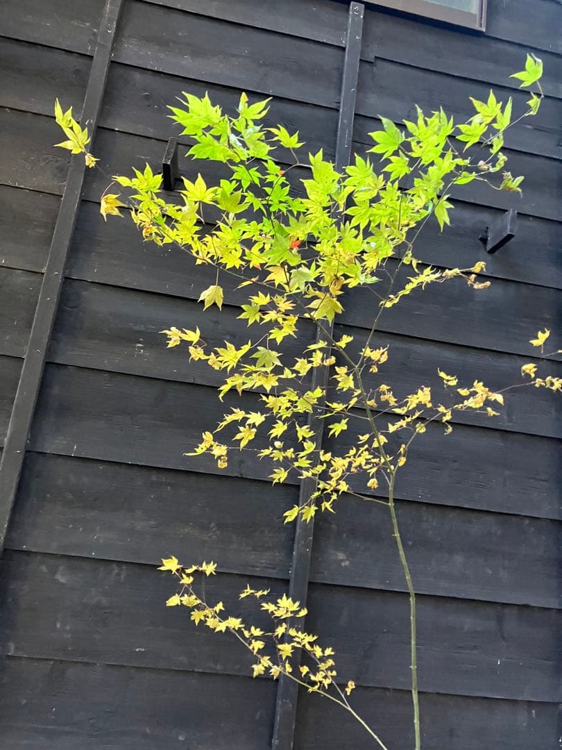 101 山採り　ヤマモミジ