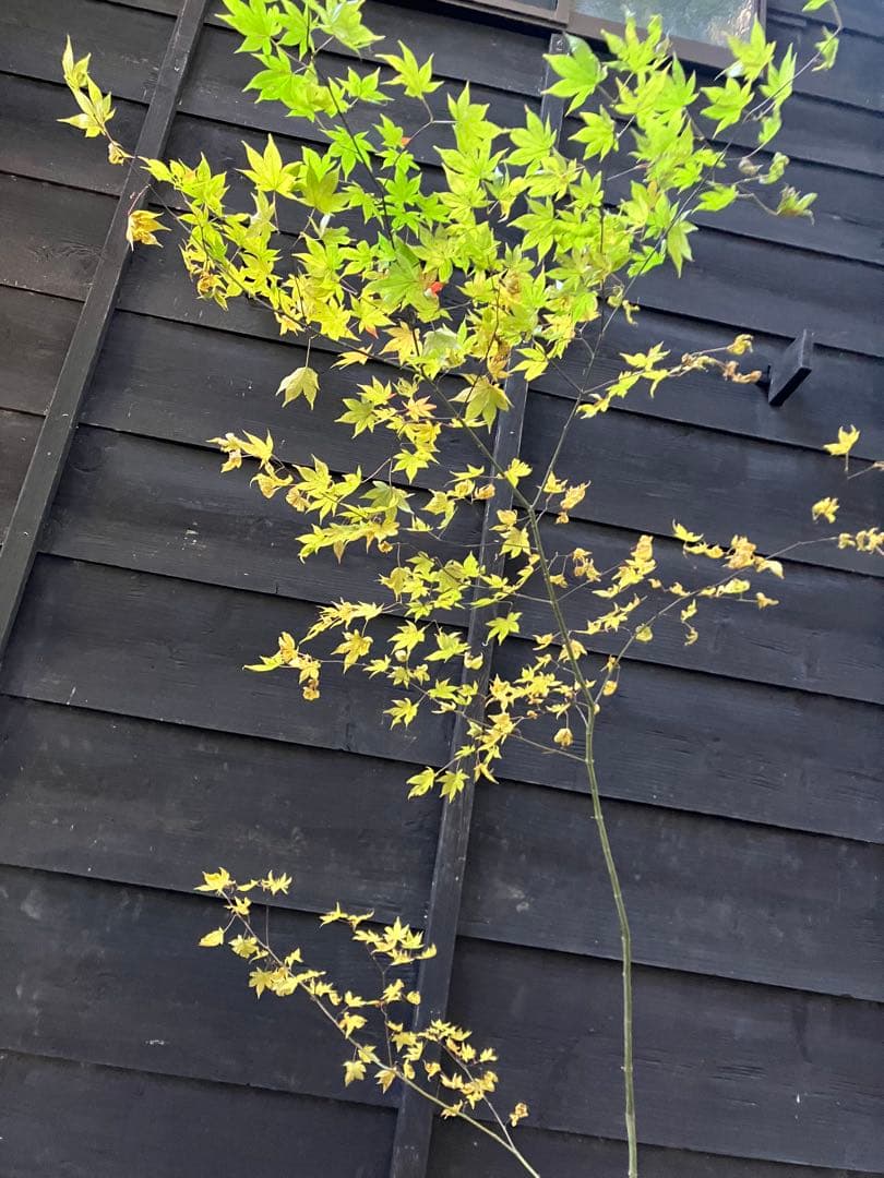 101 山採り　ヤマモミジ