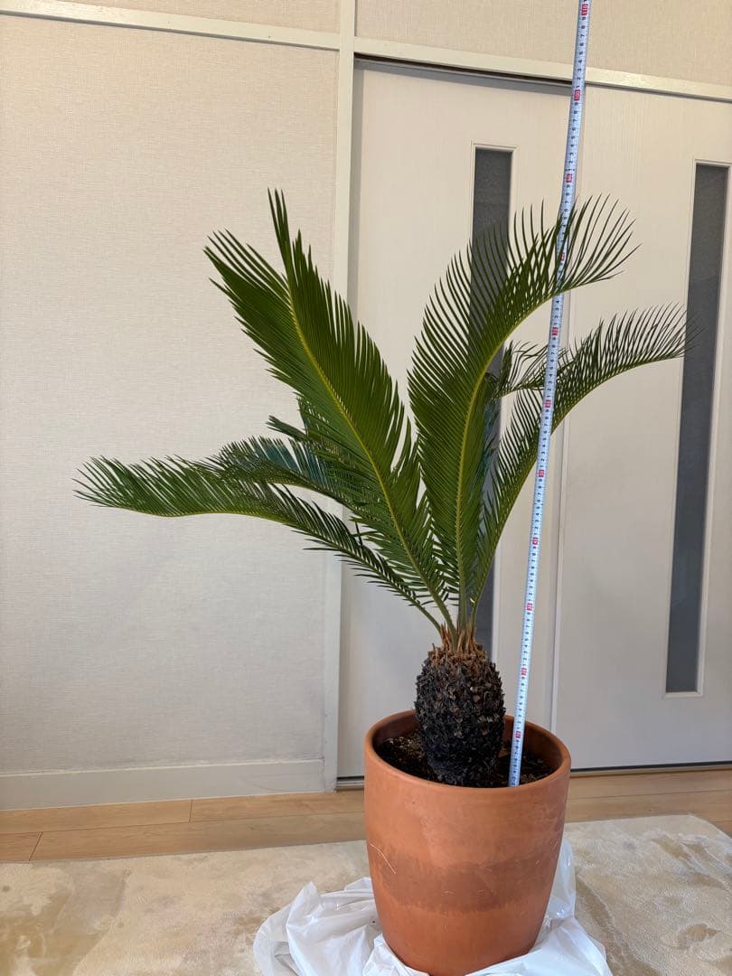 【美形】 蘇轍　ソテツ　　ドライガーデン