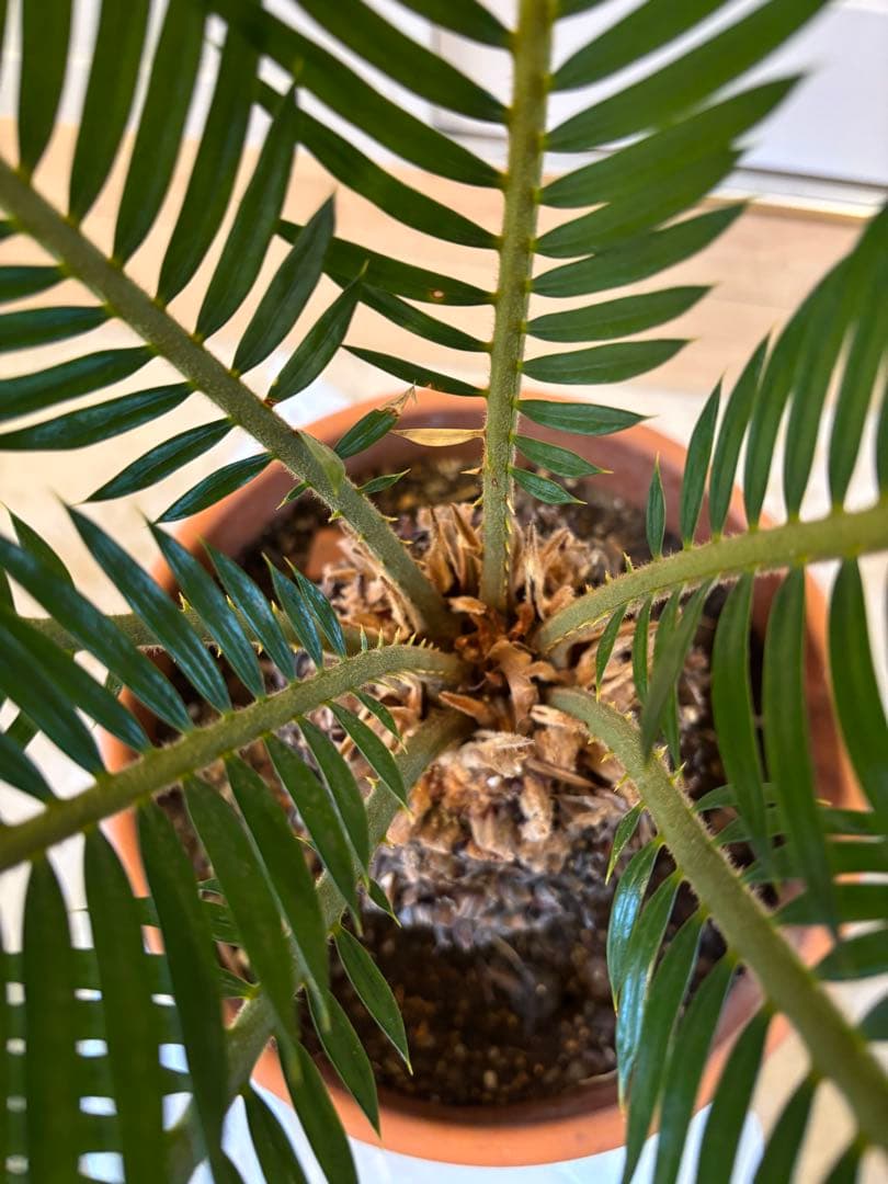 【美形】 蘇轍　ソテツ　　ドライガーデン