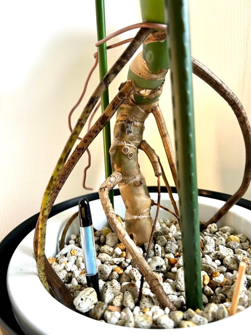 【引取特価】【幹立木質化】破格！モンステラ約100cm 7号鉢