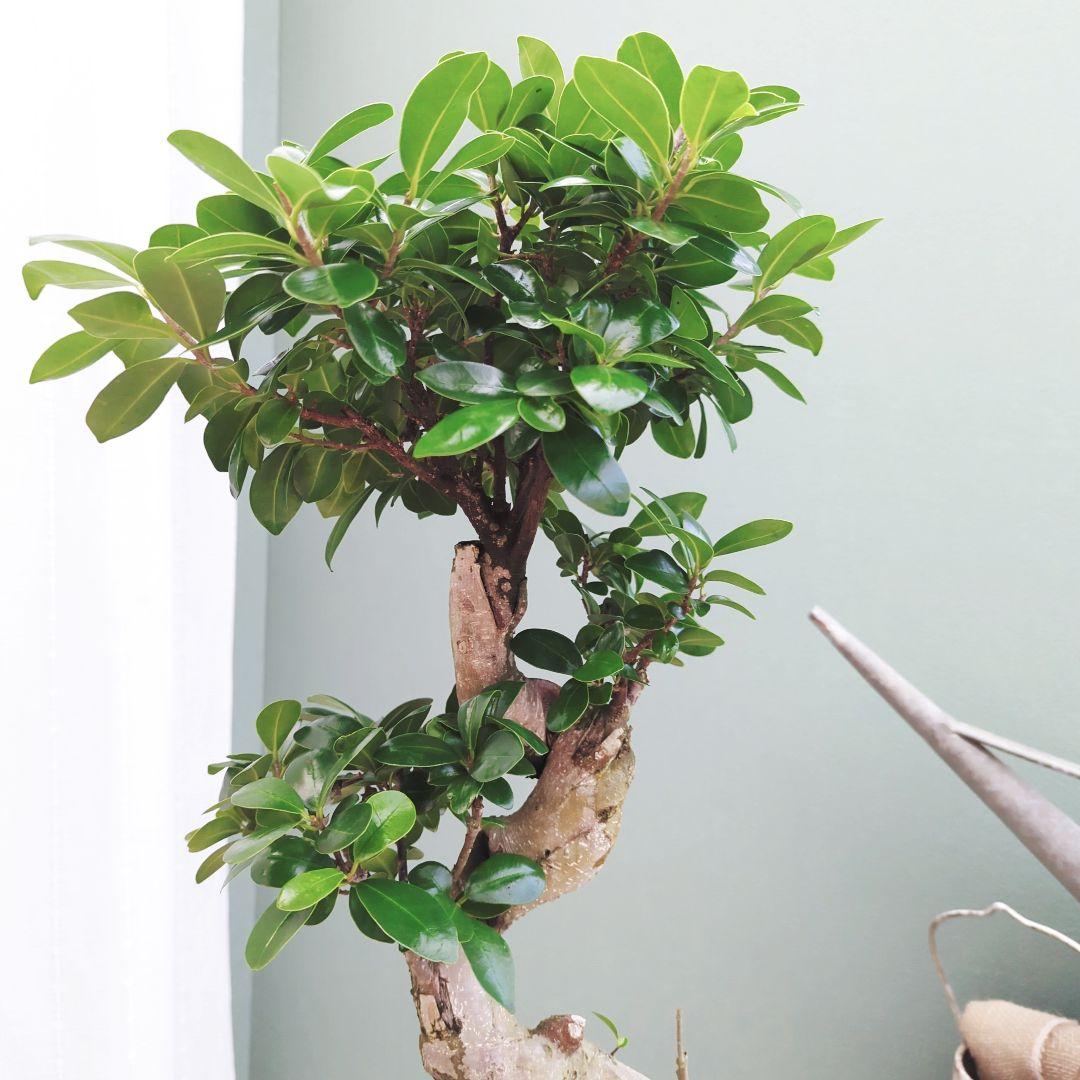 ガジュマル曲がり (現品)昇り龍 曲線 ギフト ７ 陶器 白ポット