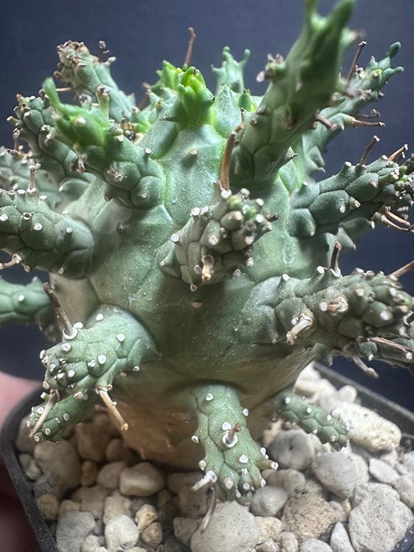 k*u様 621特選 ユーフォルビア デセプタ/Euphorbia decept