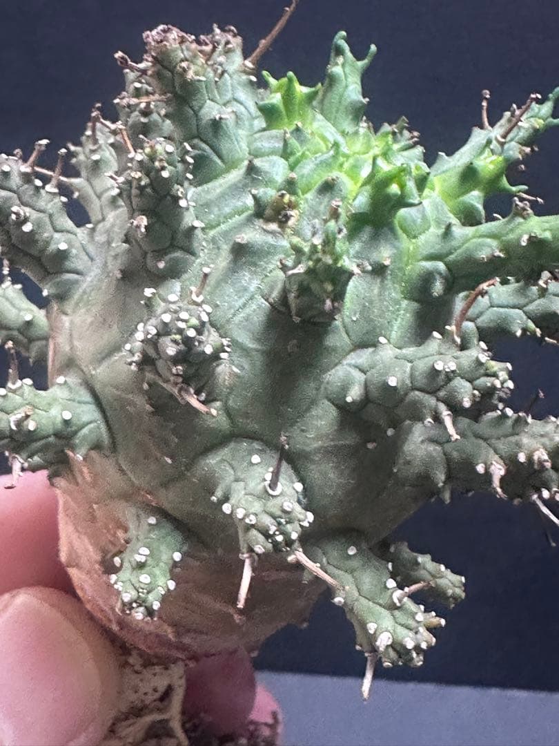 k*u様 621特選 ユーフォルビア デセプタ/Euphorbia decept