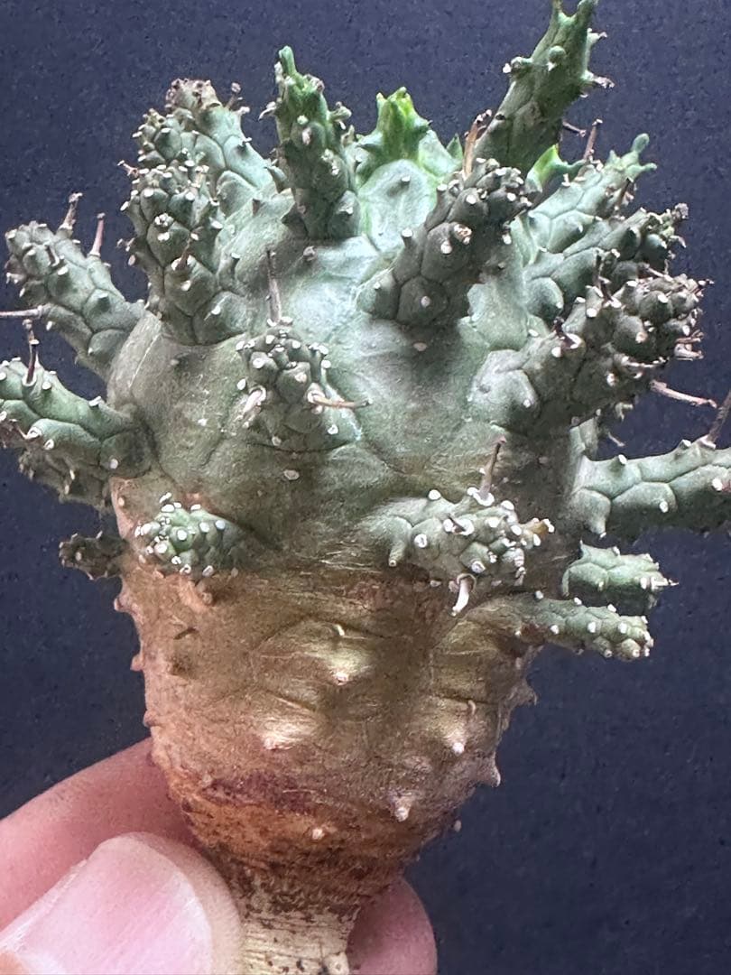 k*u様 621特選 ユーフォルビア デセプタ/Euphorbia decept