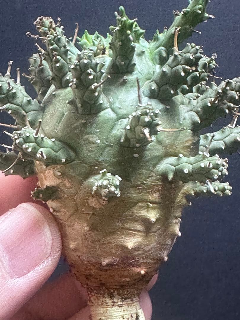 k*u様 621特選 ユーフォルビア デセプタ/Euphorbia decept