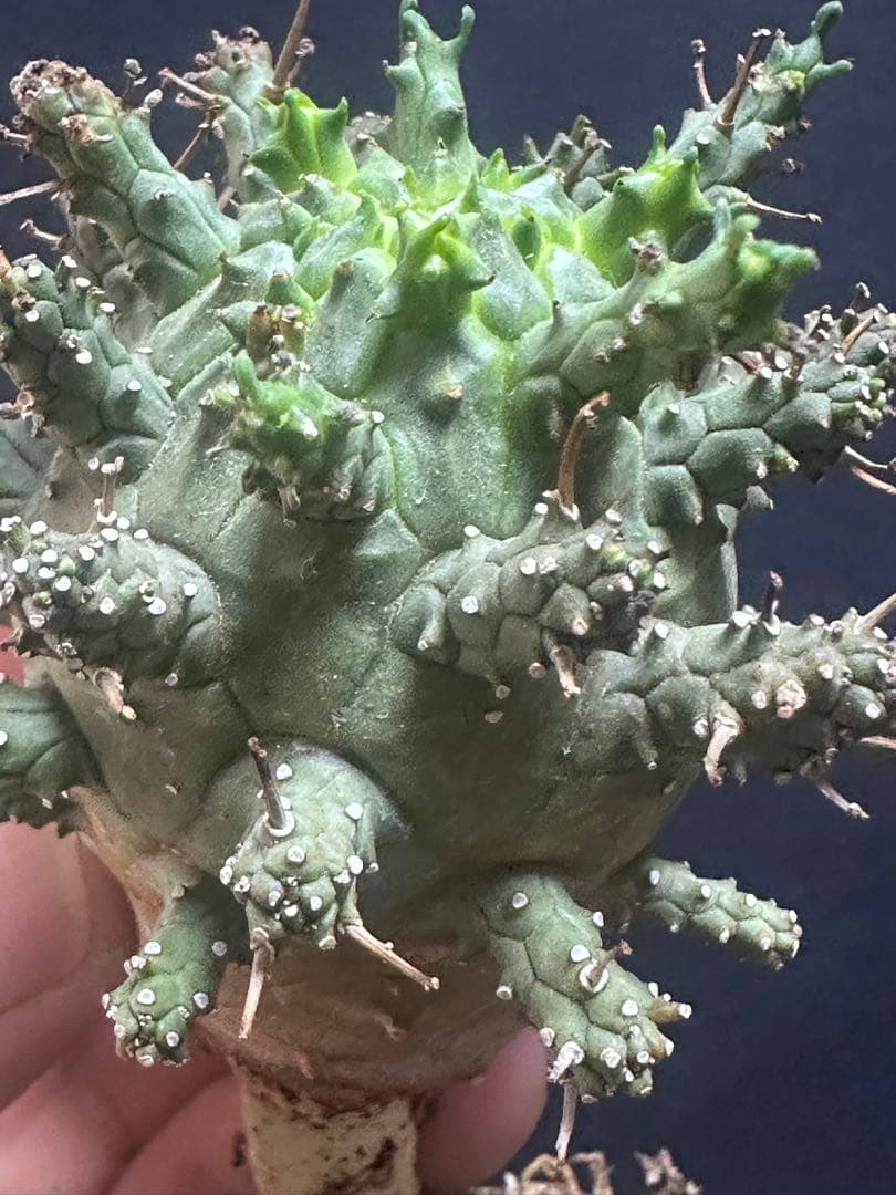 k*u様 621特選 ユーフォルビア デセプタ/Euphorbia decept