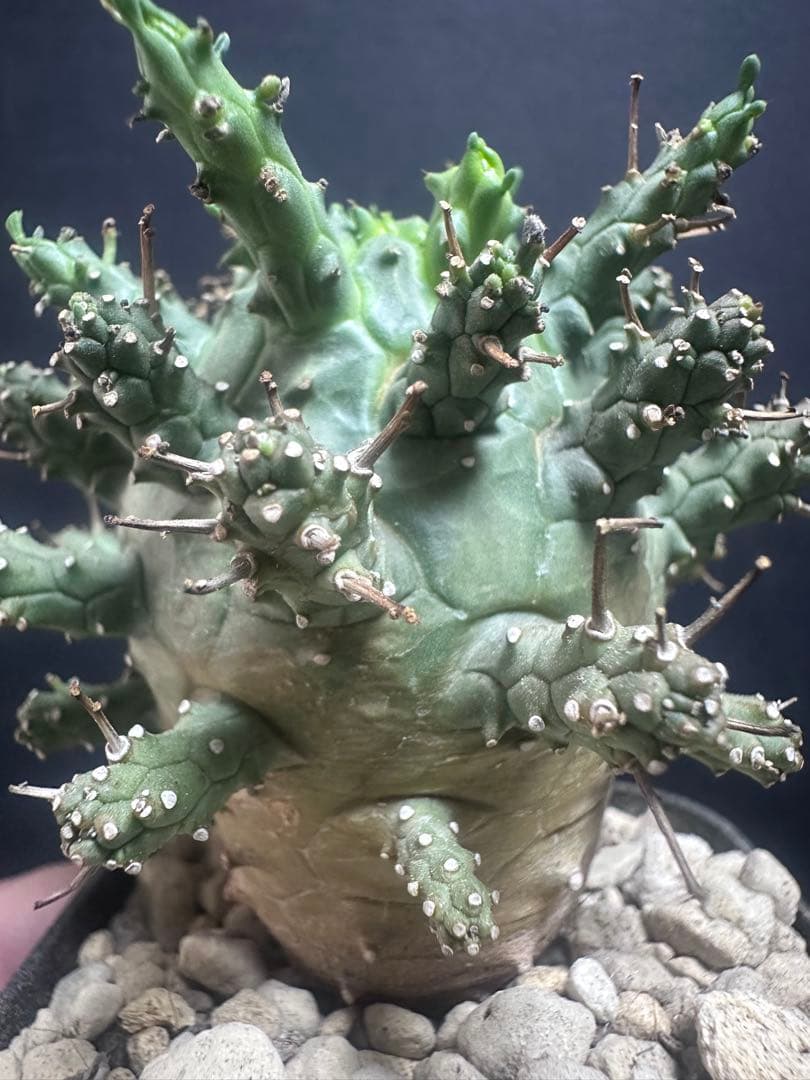 k*u様 621特選 ユーフォルビア デセプタ/Euphorbia decept