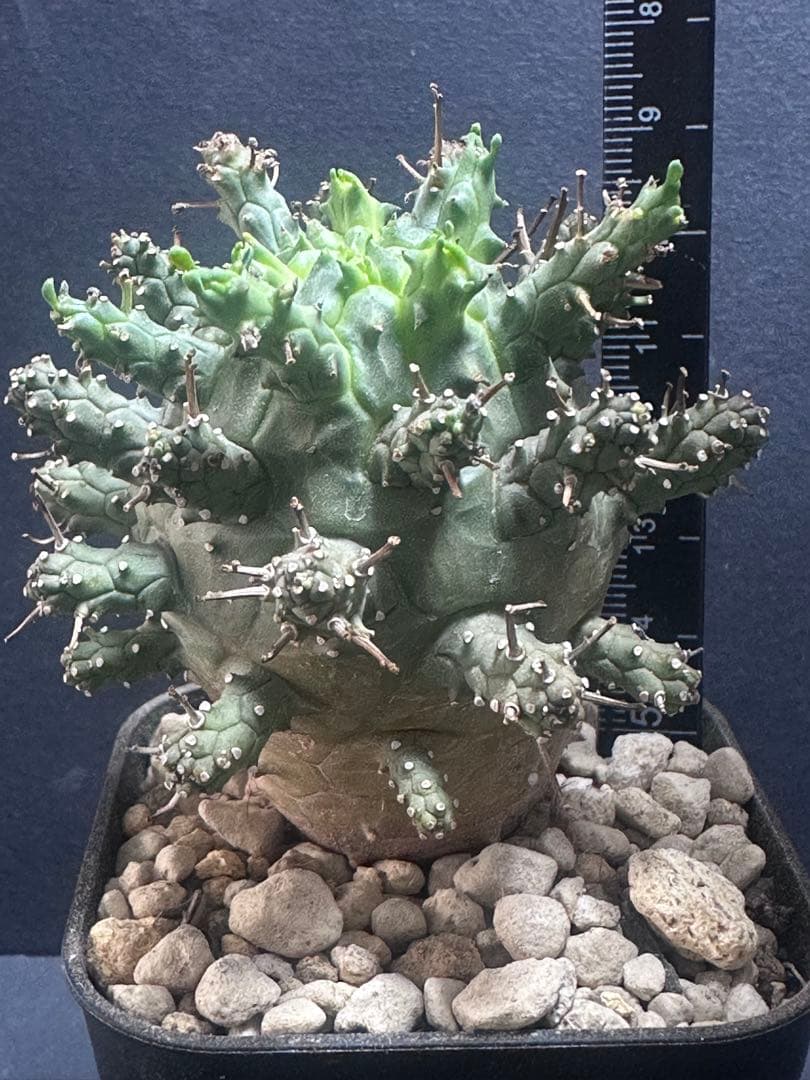 k*u様 621特選 ユーフォルビア デセプタ/Euphorbia decept