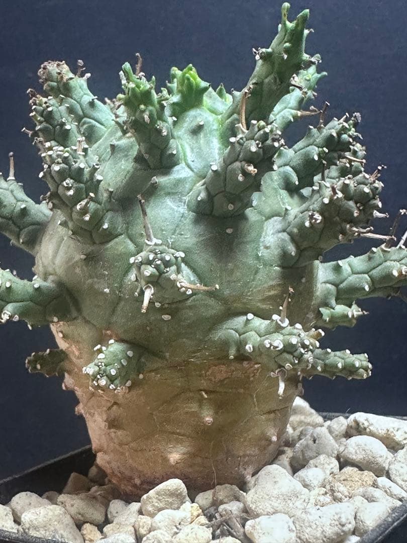 k*u様 621特選 ユーフォルビア デセプタ/Euphorbia decept